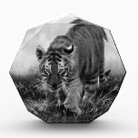 Baby Tiger stalking in Black and white awards