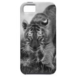 Baby Tiger stalking in Black and white iPhone 5 Case