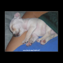 Baby Tired-Postcard. by Indainnett Baby Tired-Postcard.