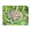 Baby Toad Postcard by CarolsCamera Baby Toad Postcard