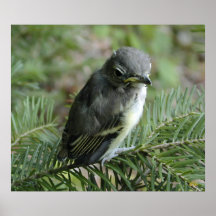Baby Townsend Solitaire Poster