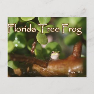 Baby Tree Frog in Bonsai plant with text postcard