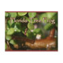 Baby Tree Frog in Bonsai plant with text Post Card