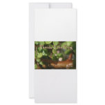 Baby Tree Frog in Bonsai plant with text Rack Card