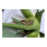 Baby Tree Frog Nature Poster Baby Tree Frog Nature Poster