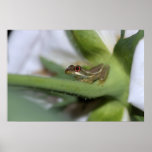 Baby Tree Frog Nature Poster