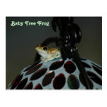 Baby Tree Frog Postcard
