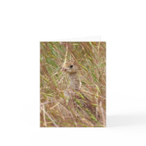 Baby Turkey, Blank Card
