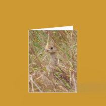 Baby Turkey cards