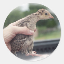 Baby turkey chick being held by a hand stickers