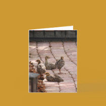 Baby Turkeys cards