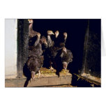 Baby Turkeys Card