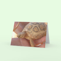 Baby Turtle cards by CrisIsaac Baby Turtle cards