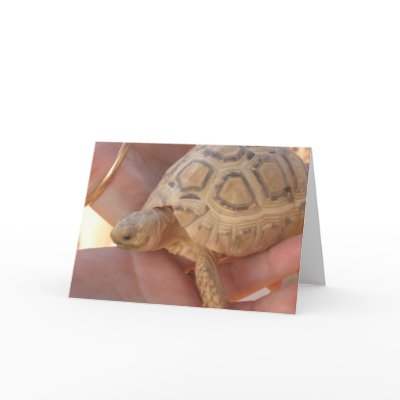 Baby Turtle Cards by CrisIsaac