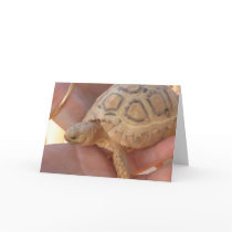 Baby Turtle cards