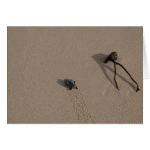 Baby Turtle Heading to the Sea Greeting Card