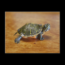 Baby Turtle postcards