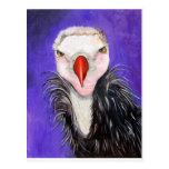 Baby Vulture Postcard