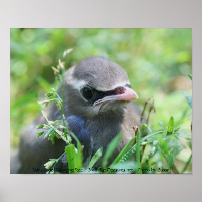 Baby Waxwing Bird Nature Photography Poster Print by SmilinEyesTreasures