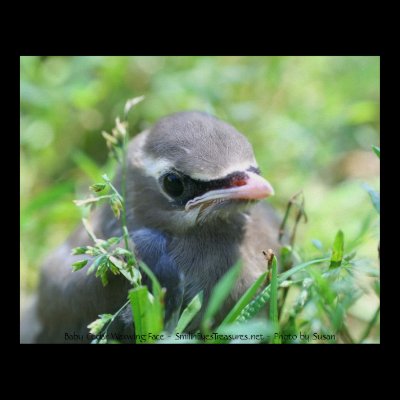 Baby Waxwing Face Nature Photo Poster Print by SmilinEyesTreasures