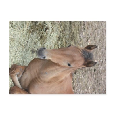 Baby Welsh Pony Postcard by jonnacs