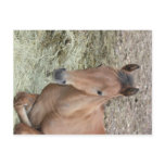 Baby Welsh Pony Postcard