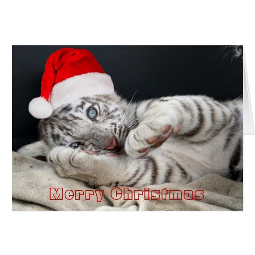 baby_white_bengal_tiger_with_christmas_hat_greeting_card-rf3740b1612f64827b37a011716d0d5bc_xvuak_8byvr_512.jpg