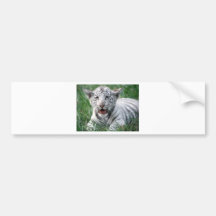 Baby White Tiger Bumper Stickers