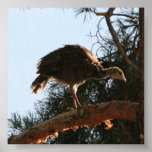 Baby Wild Turkey posters