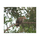 Baby Wild Turkey Print