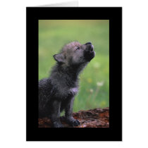 Baby Wolf Howls Cards