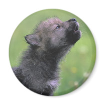 Baby Wolf Howls Fridge Magnets