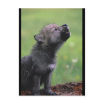 Baby Wolf Howls Postcard