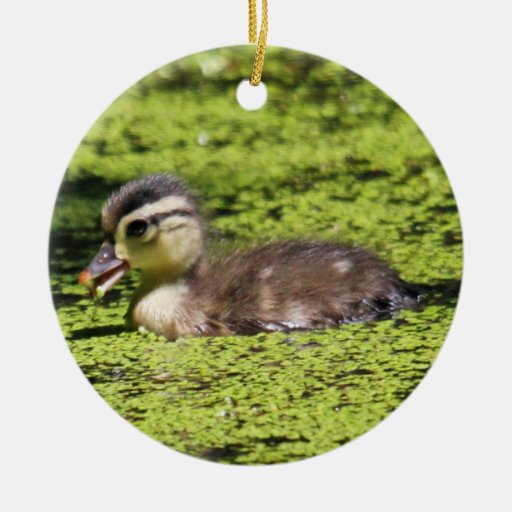 baby wood duck ornament zazzle baby wood duck ornament zazzle