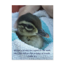 Baby Wood Duck Post Card