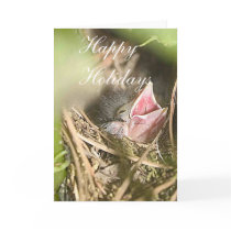 Baby Wren cards by amandagrandpa Baby Wren cards