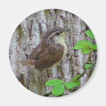 Baby Wren Magnet