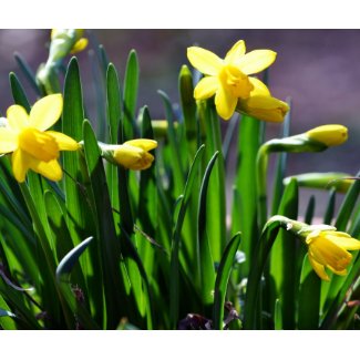 Baby Yellow Daffodils mousepad