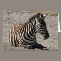 Baby Zebra cards