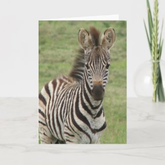 cute photo of a baby zebra on a greeting card for zebra lovers