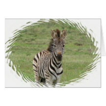 Baby Zebra Greeting Card