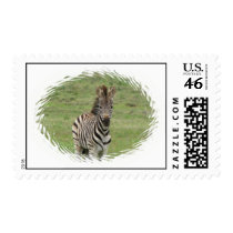 Baby Zebra Postage Stamp
