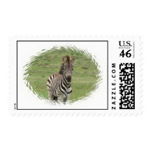 Baby Zebra Postage Stamp