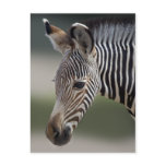 Baby Zebra Postcard