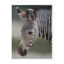 Baby Zebra Postcard