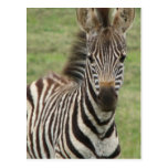 Baby Zebra Postcard postcards