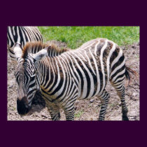 Baby Zebra posters by naturegirl7 Baby Zebra posters