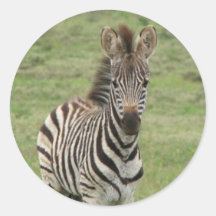 Baby Zebra Sticker