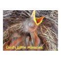 babybirds- God's Little Miracles posters