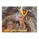 babybirds- God's Little Miracles